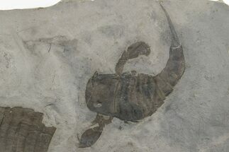 Eurypterus (Sea Scorpion) Fossil - New York #236957