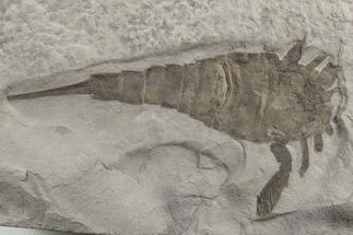 Eurypterus (Sea Scorpion) Fossil - New York #236963