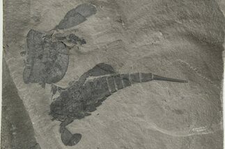 Eurypterus (Sea Scorpion) Fossil - New York #236966