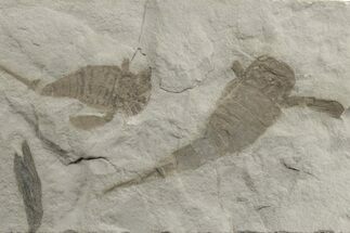 Two Eurypterus (Sea Scorpion) Fossils - New York #236969
