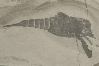 Eurypterus (Sea Scorpion) Fossil - New York #236971