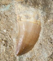 Small Rooted Mosasaur Tooth In Matrix #14253