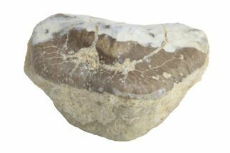 Fossil Crusher Shark (Ptychodus) Tooth - Kansas #218618