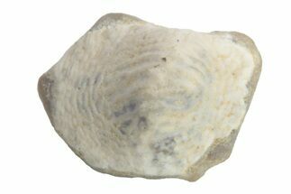 Fossil Crusher Shark (Ptychodus) Tooth - Kansas #218621