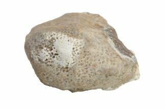 Fossil Crusher Shark (Ptychodus) Tooth - Kansas #218650