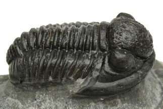 Detailed Gerastos Trilobite Fossil - Morocco #235303