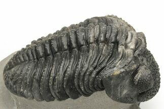 Large Phacopid (Drotops) Trilobite - Multi-Toned Shell Color #235806
