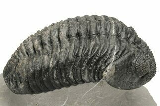 Large Phacopid (Drotops) Trilobite - Multi-Toned Shell Color #235808