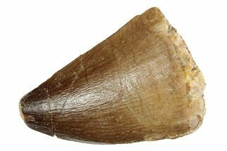 Fossil Mosasaur (Prognathodon) Tooth - Morocco #237134