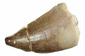 Fossil Mosasaur (Prognathodon) Tooth - Morocco #237135