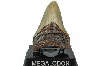 Serrated, Fossil Megalodon Tooth - North Carolina #236751