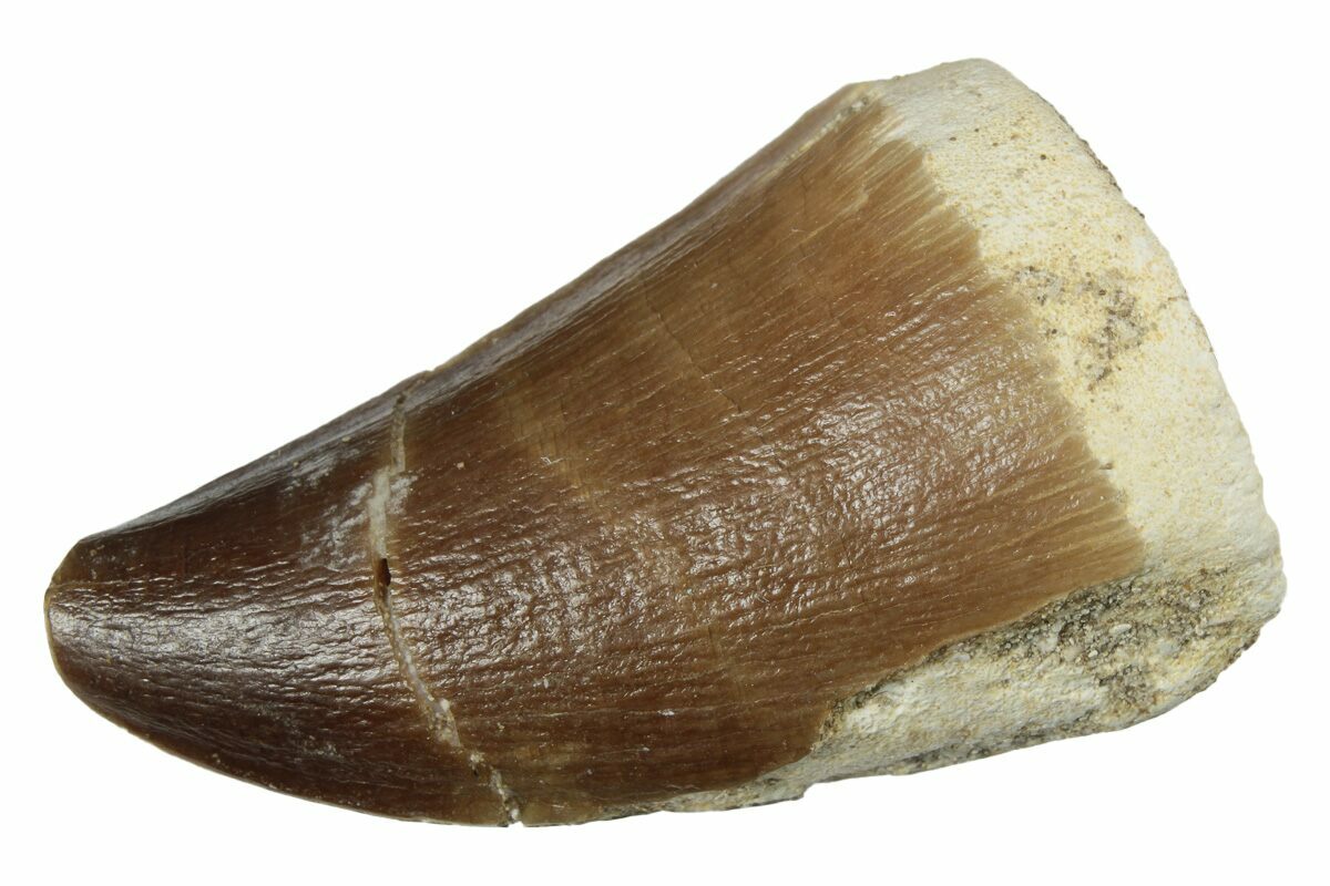 1 6 Fossil Mosasaur Prognathodon Tooth Morocco 237157 For Sale