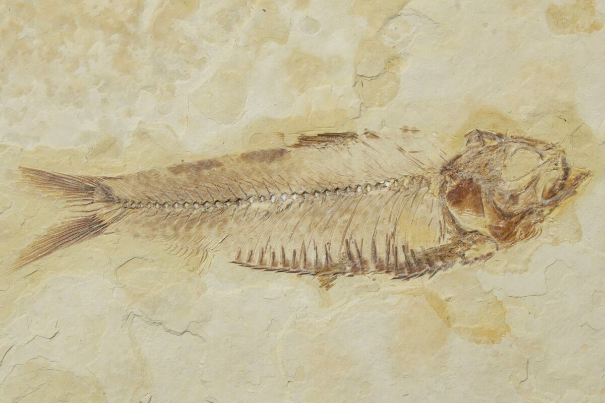 3" Fossil Fish (Knightia) Green River Formation (237193) For Sale