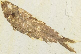 Fossil Fish (Knightia) - Green River Formation #237210