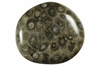 Polished Petoskey Stone (Fossil Coral) - Michigan #237300