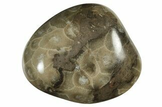 Polished Petoskey Stone (Fossil Coral) - Michigan #237305