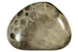 Polished Petoskey Stone (Fossil Coral) - Michigan #237308