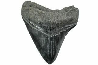 Serrated, Fossil Megalodon Tooth - South Carolina #235721