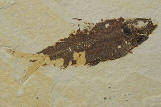 Fossil Fish (Knightia) - Green River Formation #237222