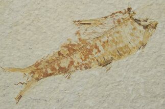 Bargain, Fossil Fish (Knightia) - Green River Formation #237238