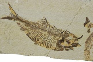 Fossil Fish (Knightia) - Green River Formation #237239