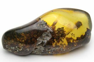 Polished Chiapas Amber ( grams) - Mexico #237439