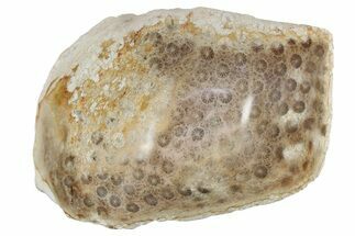 Polished Fossil Coral Head - Indonesia #237507