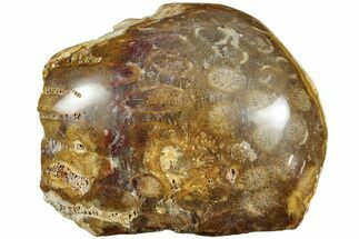 Polished Fossil Coral Head - Indonesia #237474