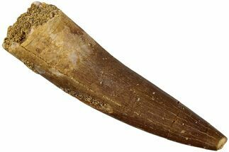 Fossil Plesiosaur (Zarafasaura) Tooth - Morocco #237584