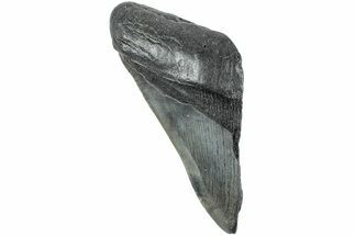 Partial, Fossil Megalodon Tooth - South Carolina #235914