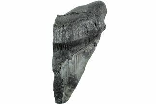 Partial, Fossil Megalodon Tooth - South Carolina #235924