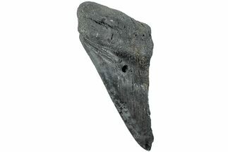 Partial, Fossil Megalodon Tooth - South Carolina #235926