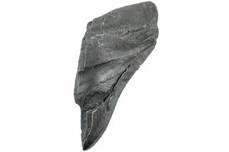 Partial, Fossil Megalodon Tooth - South Carolina #235930