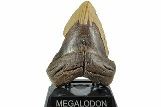 Bargain, Fossil Megalodon Tooth - North Carolina #235512