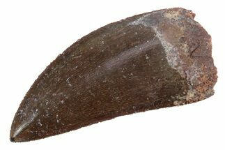 Serrated, Carcharodontosaurus Tooth - Top Quality Specimen #238012