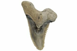 Snaggletooth Shark (Hemipristis) Tooth - Aurora, NC #237929
