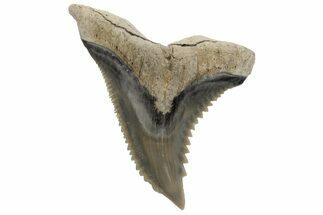Snaggletooth Shark (Hemipristis) Tooth - Aurora, NC #237957