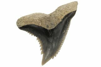 Snaggletooth Shark (Hemipristis) Tooth - Aurora, NC #237958