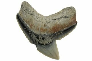 Fossil Tiger Shark (Galeocerdo) Tooth - Aurora, NC #237986