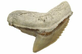 Fossil Tiger Shark (Galeocerdo) Tooth - Aurora, NC #237987