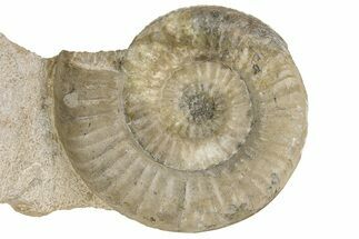 Fossil Ammonite (Acanthopleuroceras) - France #177615