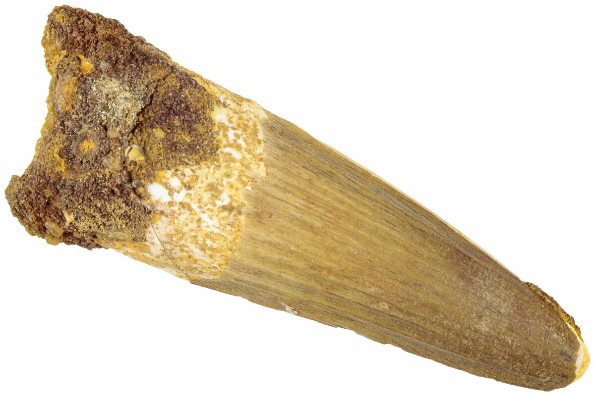 2-04-fossil-spinosaurus-tooth-real-dinosaur-tooth-238295-for-sale