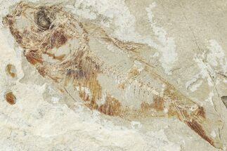 Cretaceous Fossil Fish (Armigatus) - Lebanon #238347