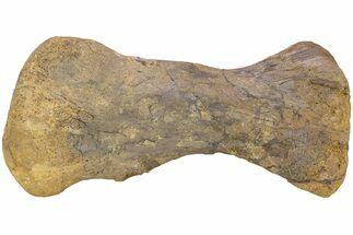 Hadrosaur (Edmontosaurus) Metatarsal (II) - Wyoming #238351