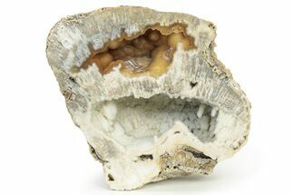 Agatized Fossil Coral Geode - Florida #188034