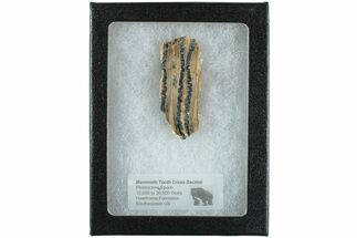 Mammoth Molar Slice with Case - South Carolina #238450