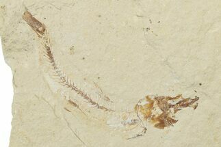 Cretaceous Fossil Fish - Lebanon #238364