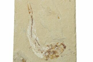 Cretaceous Fossil Fish - Lebanon #238365