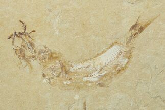 Cretaceous Fossil Fish - Lebanon #238366