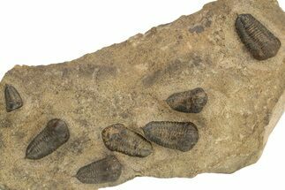 Cluster Of Ordovician Trilobites (Sokhretia?) - Erfoud, Morocco #131815
